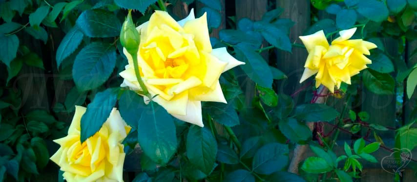 02_goldener_olymp_1_708.jpg