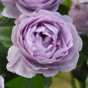 Blue Storm Rose