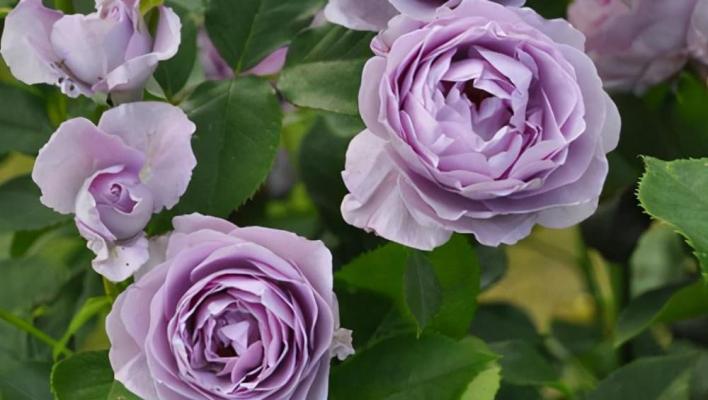 1009_blue_storm_rose_1_708.jpg
