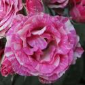 Pink Flash