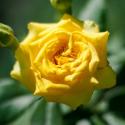 Yellow Eveline