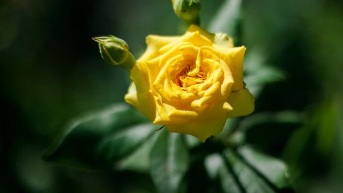 1015_yellow_eveline_1_708.jpg