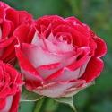Ruby Star