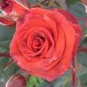 1022_chococcino_2_125.jpg