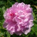 Mrs Doreen Pike