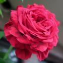 La Rose des 4 vents