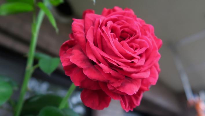1035_rose_des_4_vents_1_708.jpg