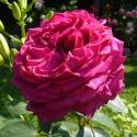 1035_rose_des_4_vents_2_125.jpg