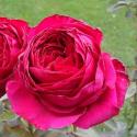 1035_rose_des_4_vents_3_125.jpg