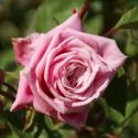 Blossomtime