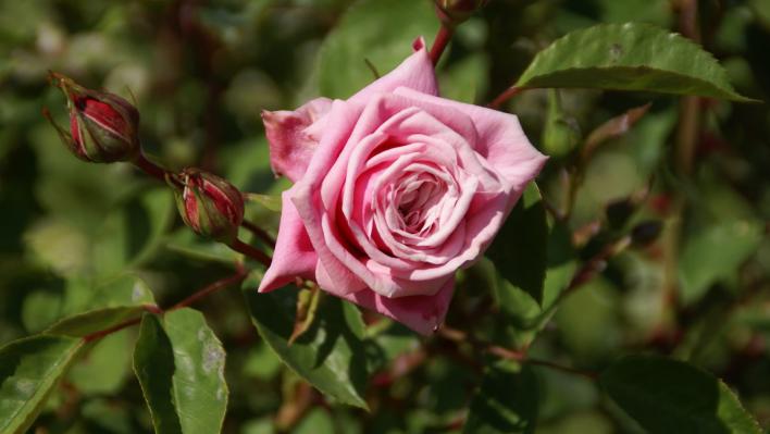 1036_blossomtime_1_708.jpg