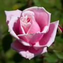 1036_blossomtime_2_125.jpg