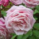 1036_blossomtime_3_125.jpg