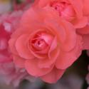 Jardins de France