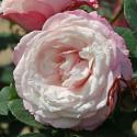 Kordes' Rosenfaszination