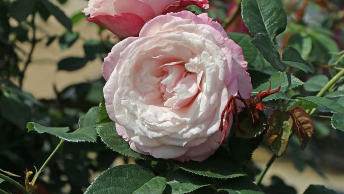 1043_kordes_rosenfaszination_1_708.jpg