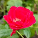 Scarlet Meillandecor