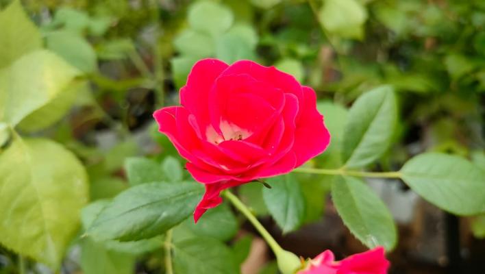 1046_scarlet_meillandecor_1_708.jpg