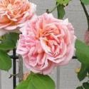 1047_alchymist_3_125.jpg