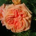 1047_alchymist__2_125.jpg