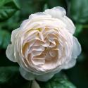 Uetersener Klosterrose
