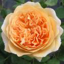 CROWN PRINCESS MARGARETA