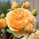 105_crown_princess_margareta_2_125.jpg