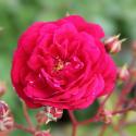 Starlet - Rose Lola