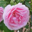 1073_kir_royal_3_125.jpg