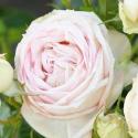 Madame Anisette