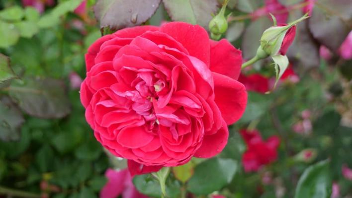 1077_quadra_1_708.jpg