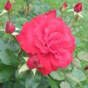 107_erotika_3_125.jpg