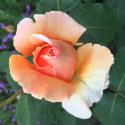 Apricot Sensation