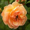 1085_apricot_sensation_2_125.jpg
