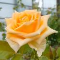 1092_creme_de_la_creme_2_125.jpg