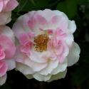 Pink Champagne