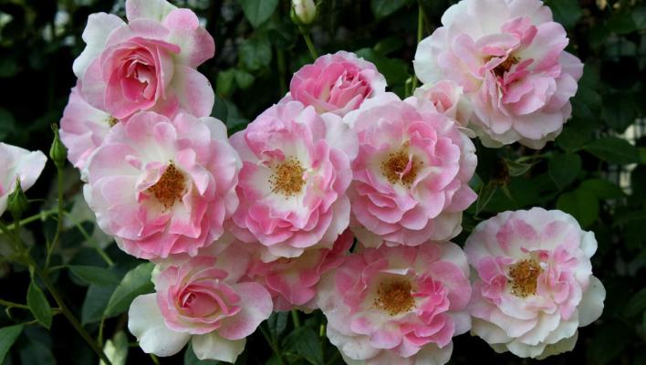 1098_pink_champagne_1_708.jpg