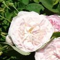 Duchesse de Montebello