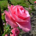 1119_lawinia_2_125.jpg