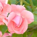 1119_lawinia_3_125.jpg