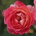 Madame de Stael