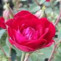 Red Cascade