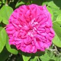 Rose de Rescht