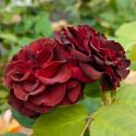 Black Jack
