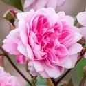 Mortimer Sackler