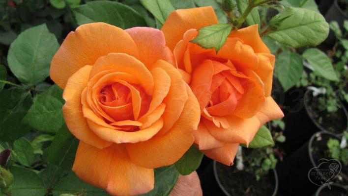 115_ashram_1_708.jpg