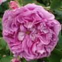 Rose de la Maitre-Ecole