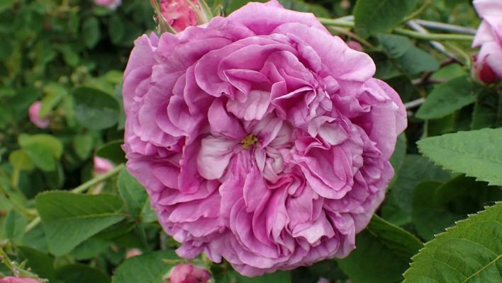 1162_rose_de_la_maitreecole_1_708.jpg