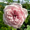 Starlet-Rose Eva