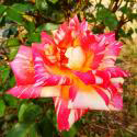 CARIBIA